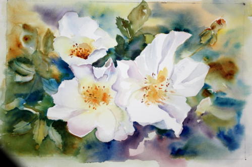 Teerosen Aquarell 38x52