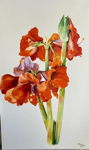 Amaryllis Öl
